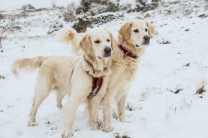 Farmodore|Winter Pet Safety Guide: Navigating January Hazards